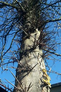 Low angle view of bare tree against clear blue sky