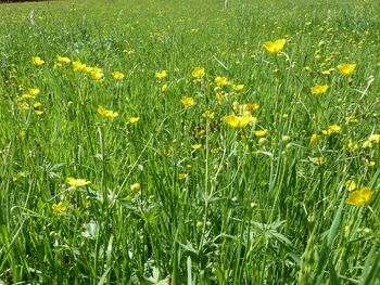 Full frame shot of yellow flowering plants on field