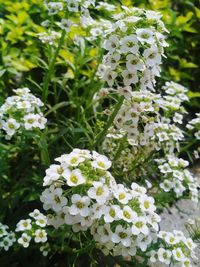 Close-up of white flowers