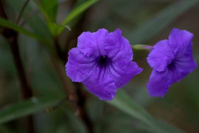 Close-up of purple flowering plant