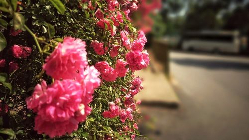 Close-up of flowers