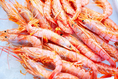 Close-up of shrimps