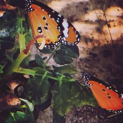 Close-up of butterfly on leaf