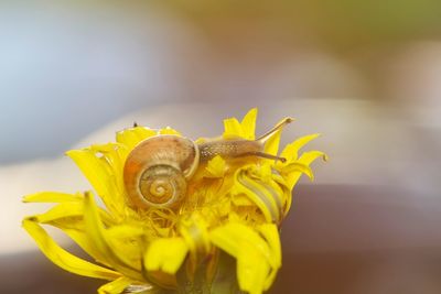 Close-up of yellow flower