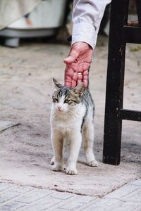 Portrait of cat standing on street