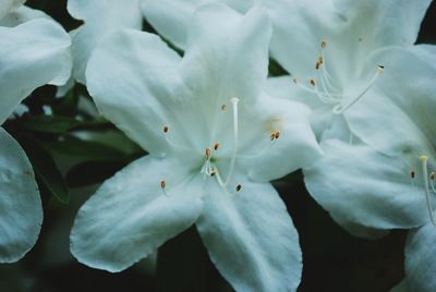 Close-up of white flowering plant