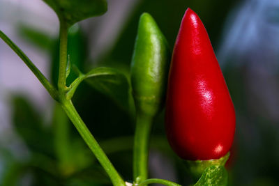 Close-up of red chili peppers on plant