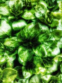 Full frame shot of vegetables