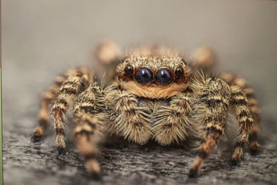 Close-up of spider