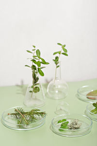 Homeopathy medicine concept. wild herbs and plants in petri dishes and glassware. 