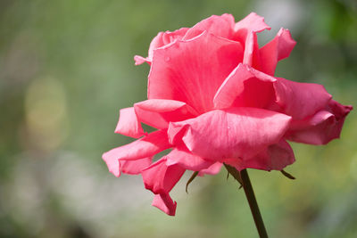 Close-up of pink rose