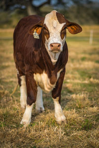 Portrait of a horse on field