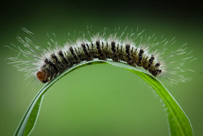 caterpillar