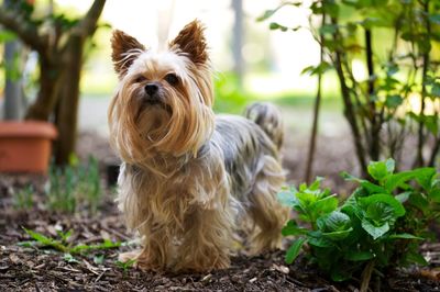 Portrait of a dog