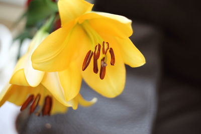 Close-up of yellow flowering plant