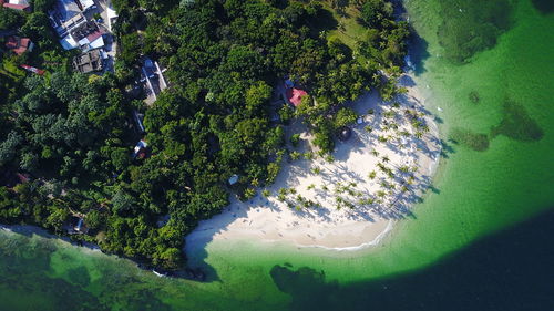 High angle view of trees by sea