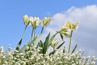 Low angle view of white flowering plants against blue sky