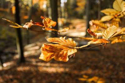 Close-up of wilted plant during autumn