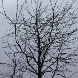 Low angle view of bare trees against sky