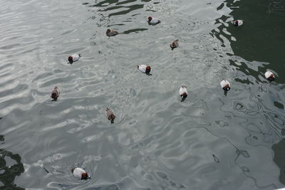 High angle view of ducks swimming in lake