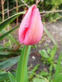 Close-up of wet pink flower blooming outdoors