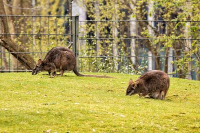 Sheep in grass