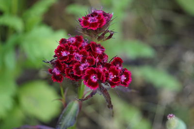 Close-up of red flowering plant in park