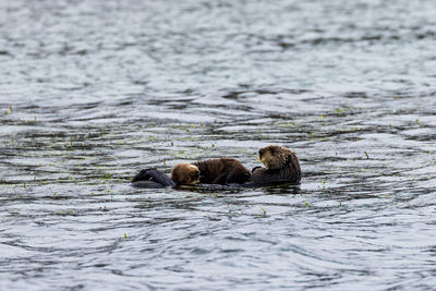 Sea otter swimming in lake