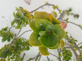 Close-up of berries growing on plant