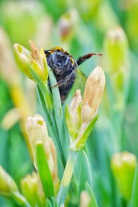 Close-up of bee on flower