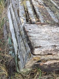 Close-up of tree trunk
