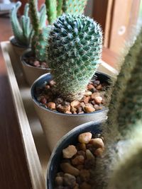 Close-up of cactus potted plant