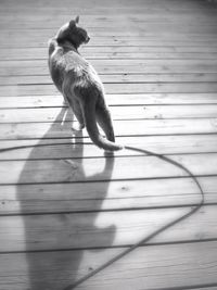 Cat on wooden floor