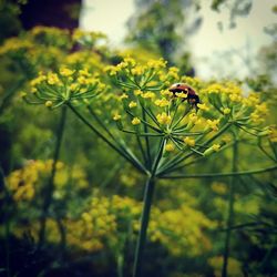 Close-up of butterfly pollinating on yellow flower