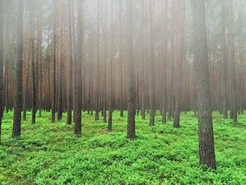 Trees in forest