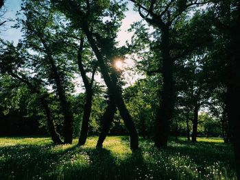 Trees in forest