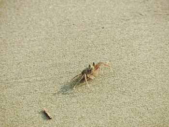 Close-up of crab on sand