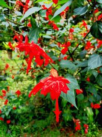 Close-up of red maple leaves