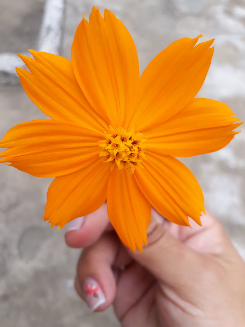 CLOSE-UP OF WOMAN HOLDING YELLOW FLOWER