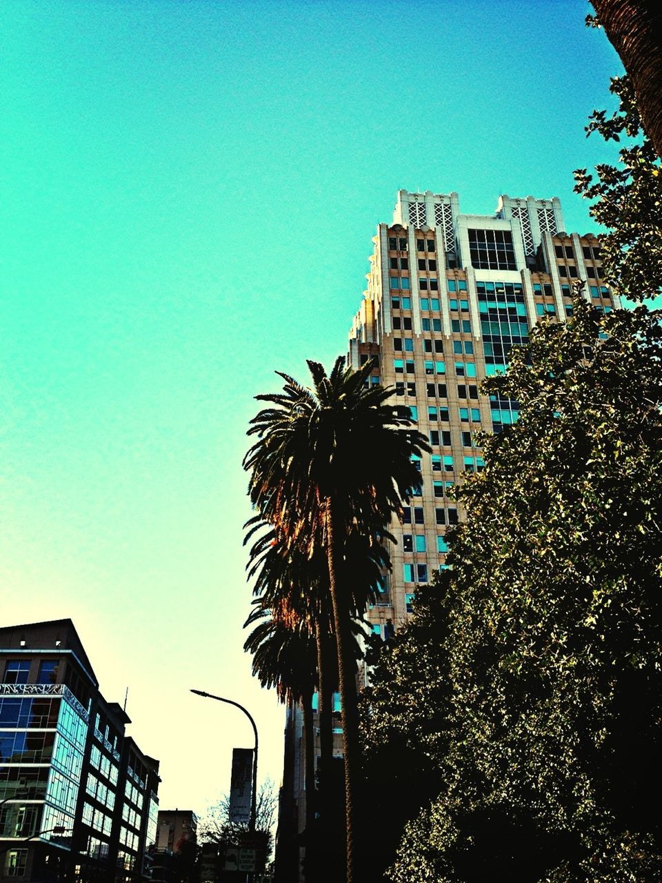 building exterior, architecture, clear sky, low angle view, built structure, palm tree, city, tall - high, tree, blue, skyscraper, growth, tower, modern, building, office building, copy space, tall, outdoors, city life