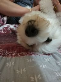 Close-up of dog sticking out tongue on bed