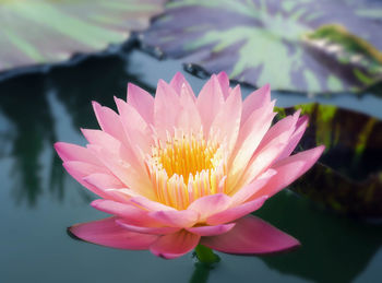 Close-up of pink water lily in lake