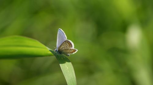 Close-up of butterfly on plant