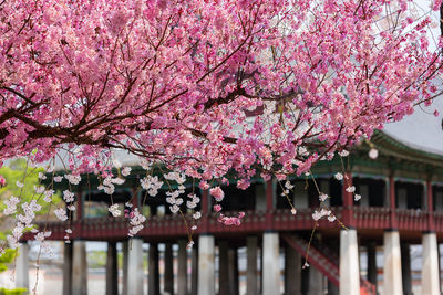 Pink cherry blossom tree by building