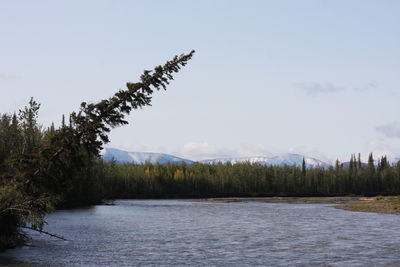 Scenic view of lake in forest against sky