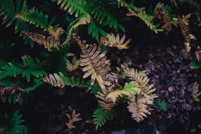 High angle view of autumnal leaves on field