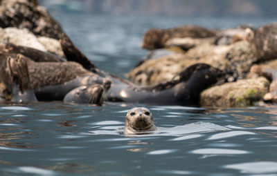 Close-up of seal swimming in lake