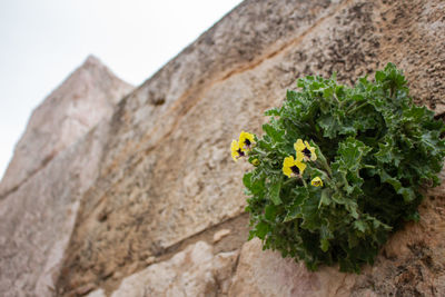 Low angle view of plant against wall