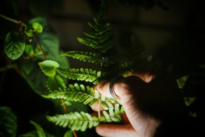 Close-up of hand on plant