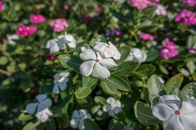 Close-up of white flowering plant